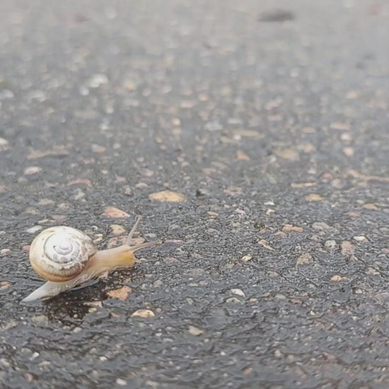 ElRat silly snail palmetto video. I love attaching Hersh Music to random Nature shots. This snail so needed palmetto. - hero - 🎶Kristin Hersh Palmetto - 🎥Recorded and edited by ElRat Designs - elratdesigns.co.uk