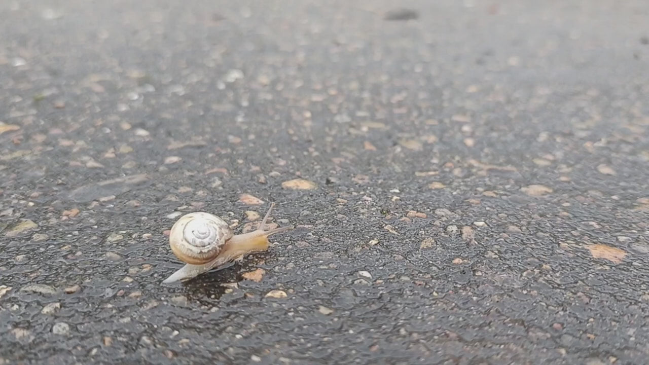 ElRat silly snail palmetto video. I love attaching Hersh Music to random Nature shots. This snail so needed palmetto. - hero - 🎶Kristin Hersh Palmetto - 🎥Recorded and edited by ElRat Designs - elratdesigns.co.uk