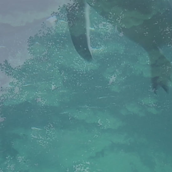 Whiplash Squid - Original screen printed T-Shirt by ElRatDesigns

Squid are cool, Cephalopods are cool... I presume there are no arguments!?!

I drew this for a drawing prompt I saw on twitter, I don't usually do those things but the whiplash squid looked like it wanted to be drawn, so it was. Came out really nice, and looks pretty good on a shirt, I am thinking I might make a range for myself... I'll probably offer them to you too.🖤
elratdesigns.co.uk
Be the strange
hero